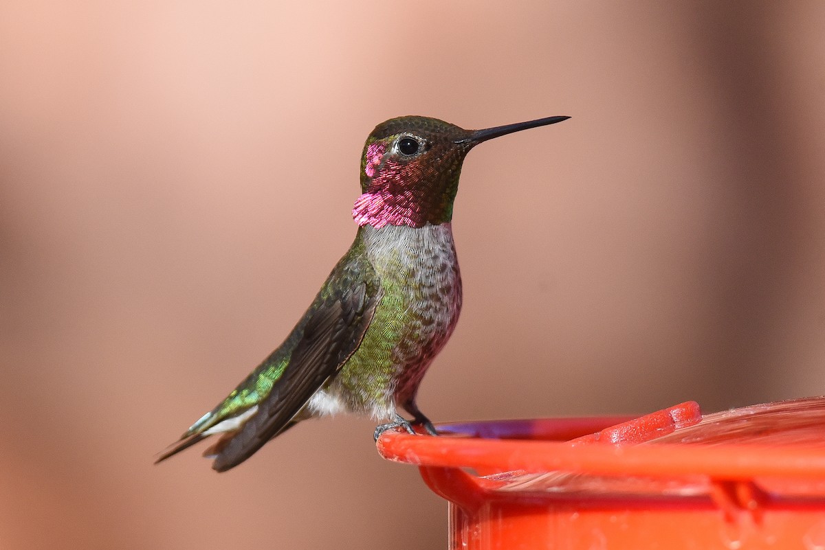Anna's Hummingbird - ML158359001