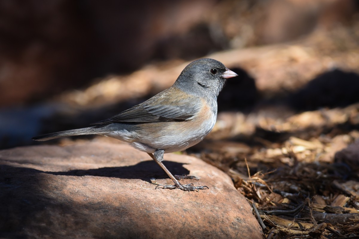 Dark-eyed Junco - Scott Martin