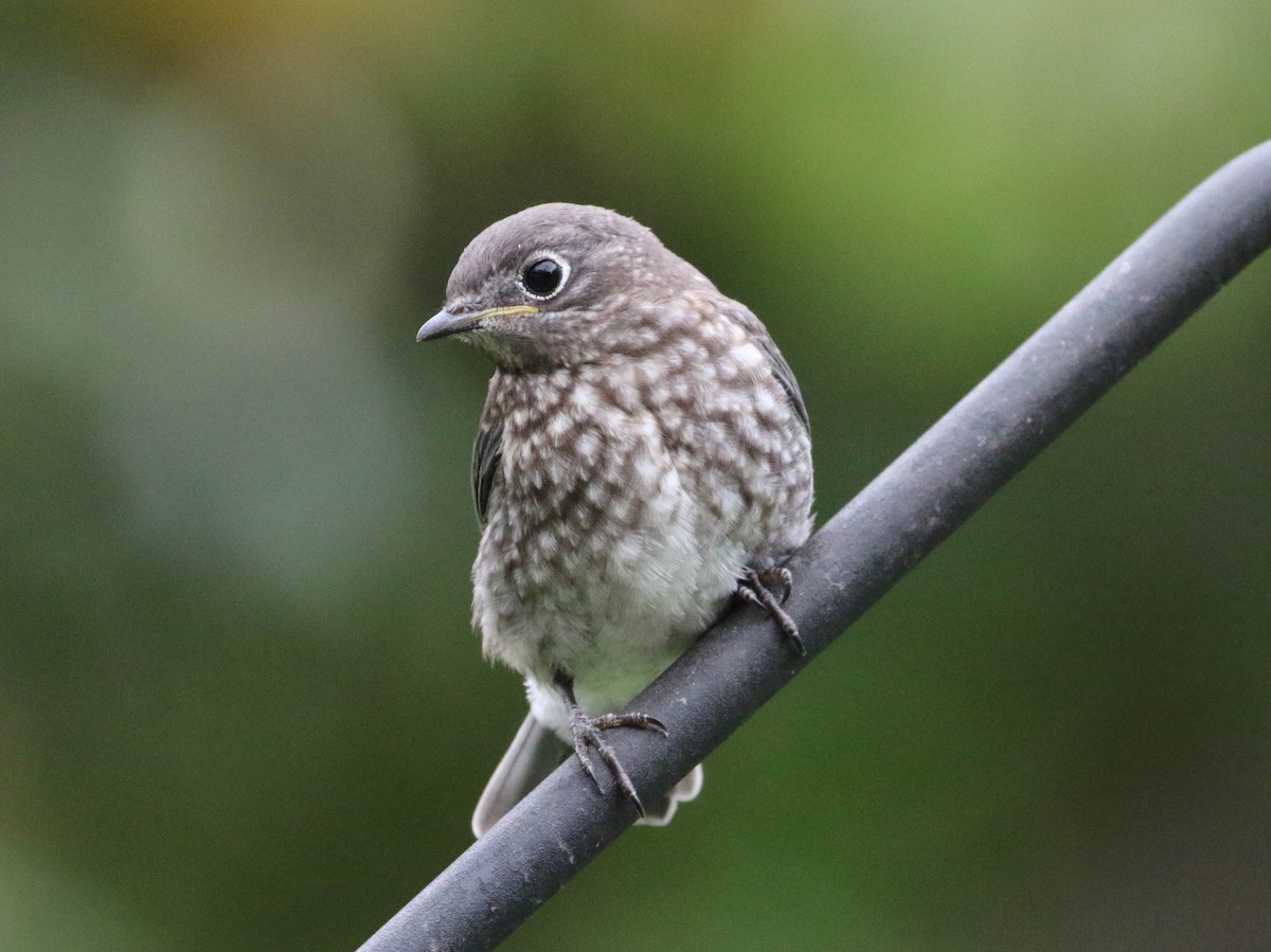 Eastern Bluebird - Karen & Tom Beatty