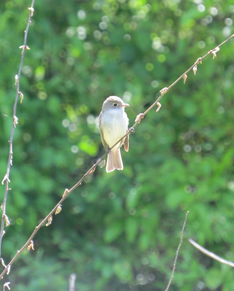 Least Flycatcher - ML158363651