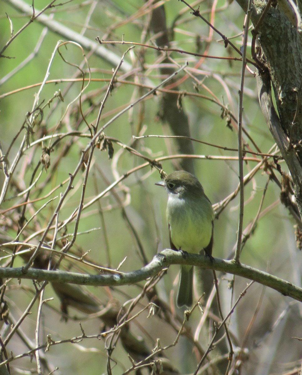 Least Flycatcher - ML158363781