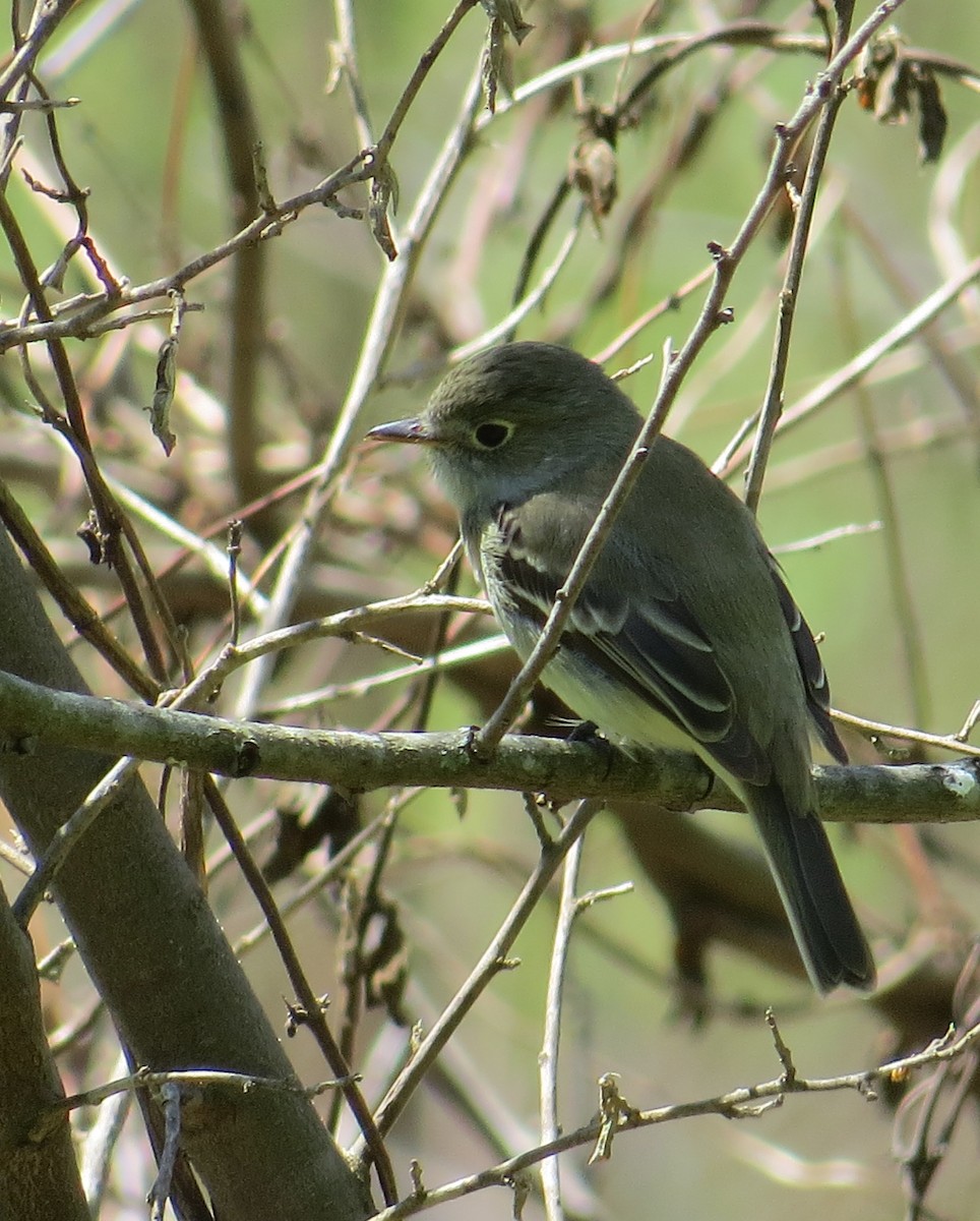 Least Flycatcher - ML158363851