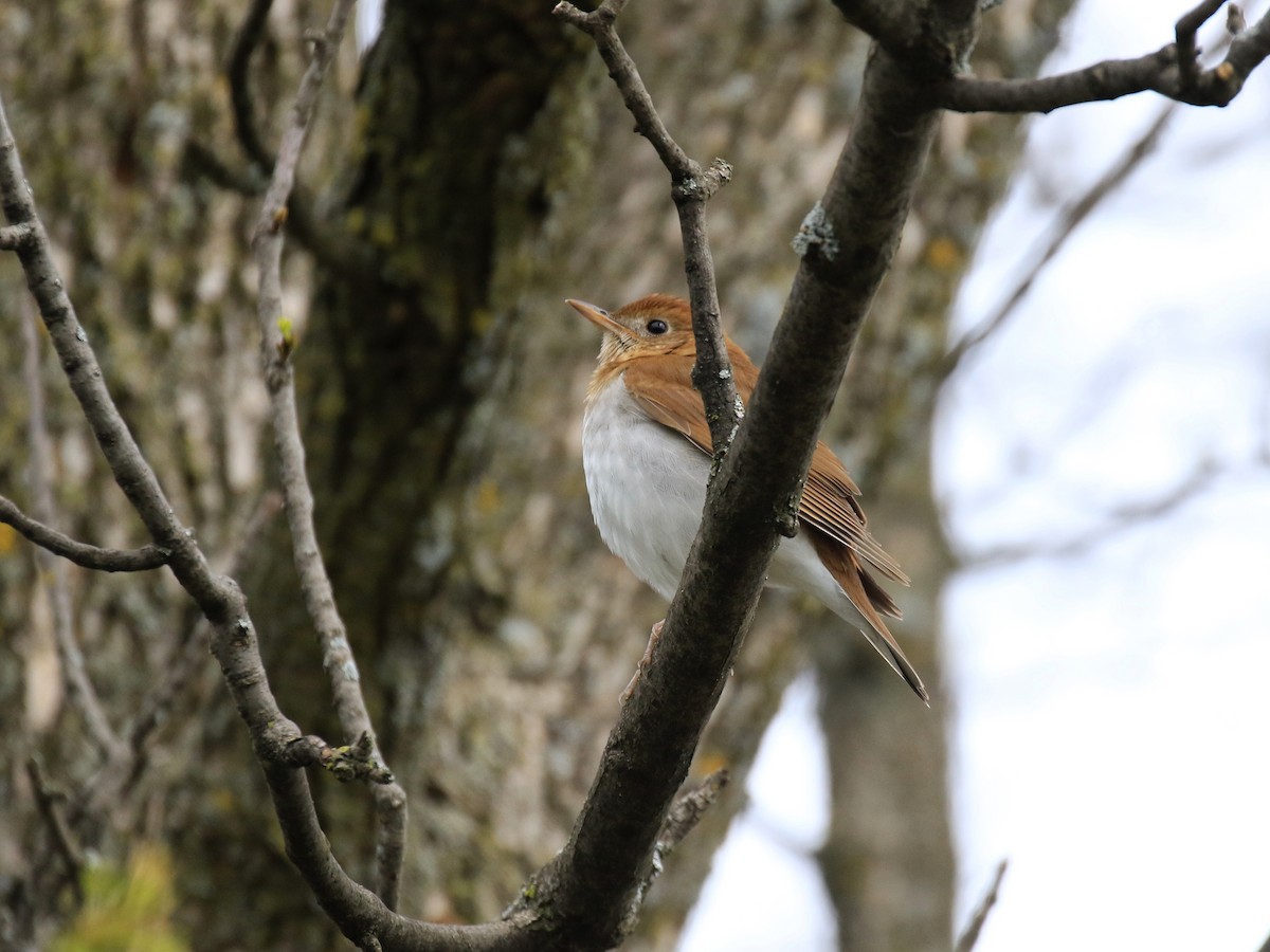 Veery - Denis Tétreault