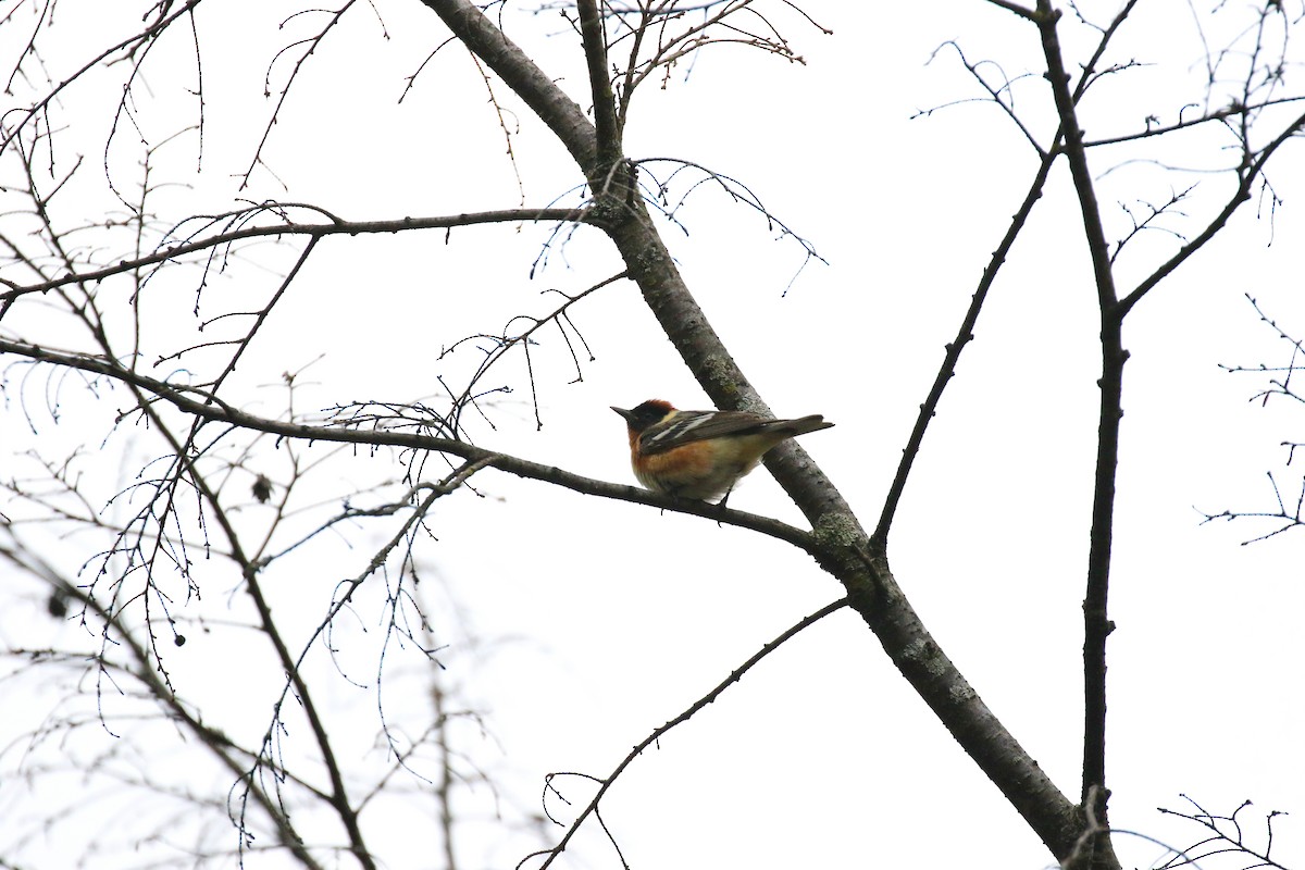 Bay-breasted Warbler - Denis Tétreault