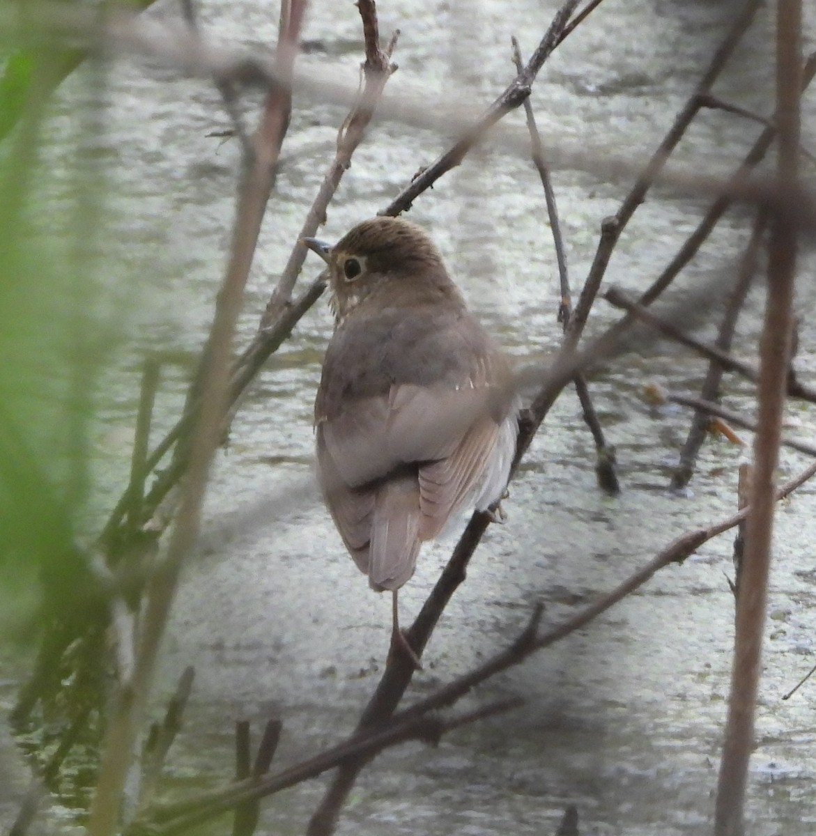 Swainson's Thrush - Sunil Thirkannad