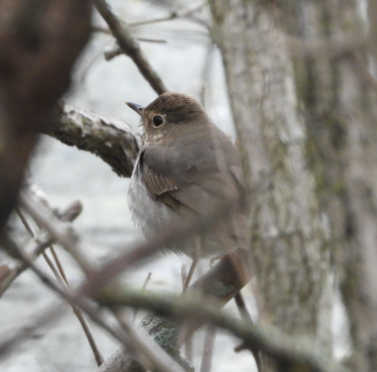 Swainson's Thrush - ML158367701