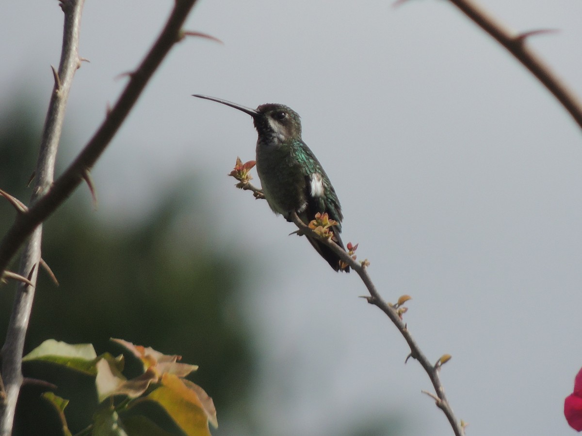 Glittering-throated Emerald - Anonymous