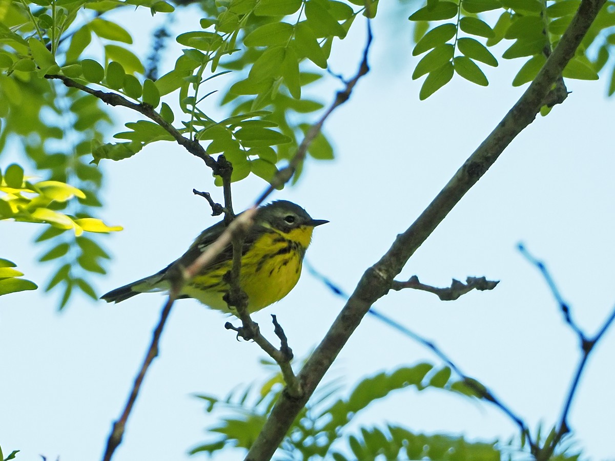 Magnolia Warbler - ML158369001