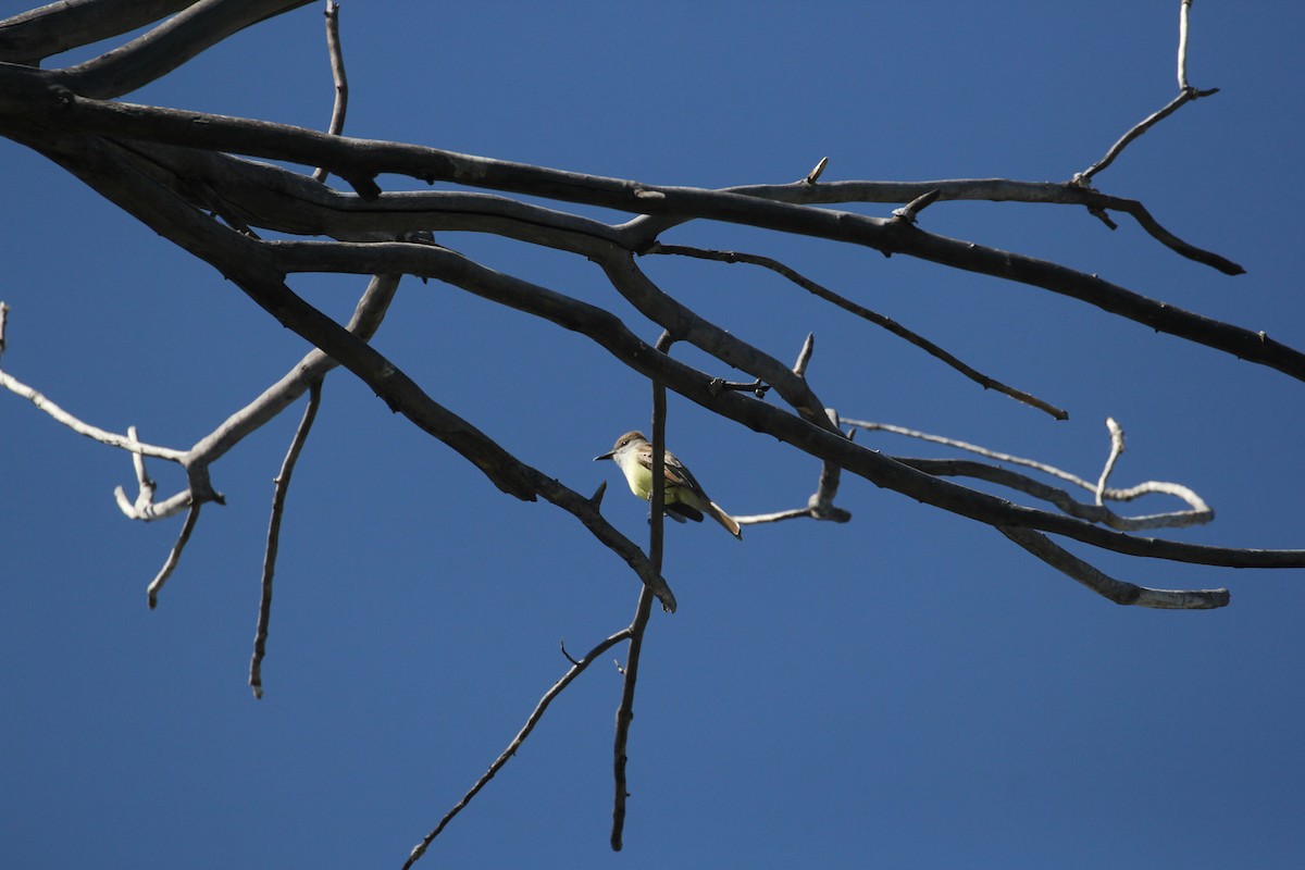 Brown-crested Flycatcher - ML158370581