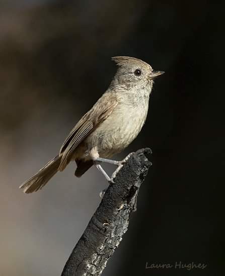 Oak Titmouse - laura hughes