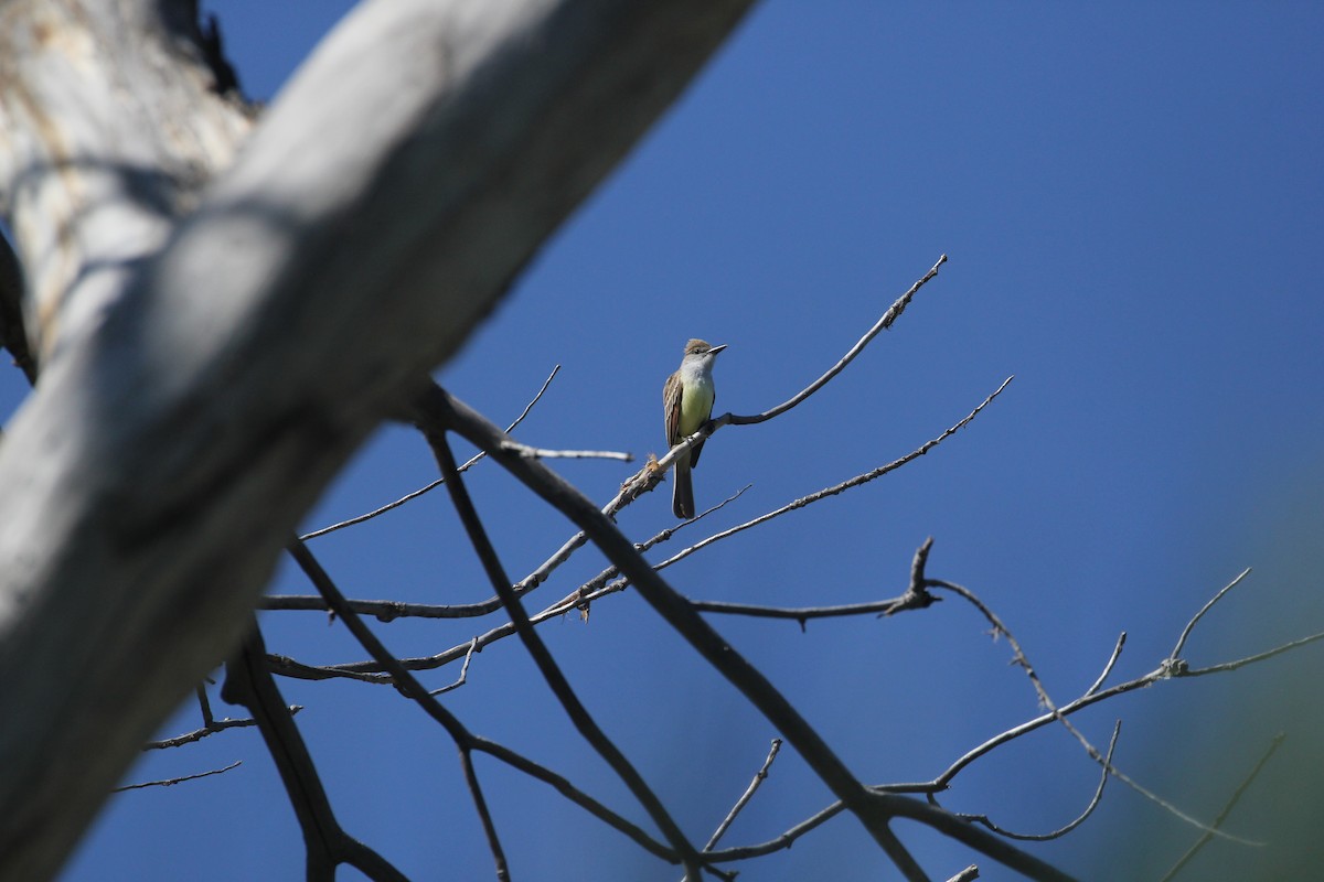 Brown-crested Flycatcher - ML158371041