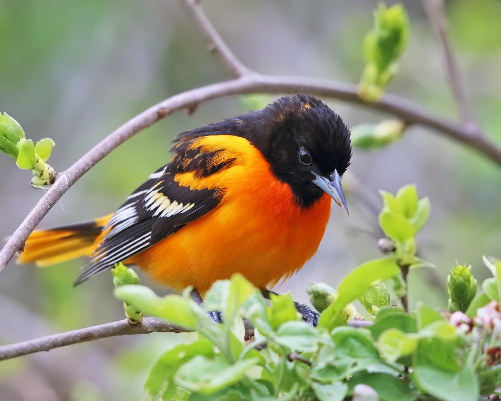 Baltimore Oriole - Tom Murray