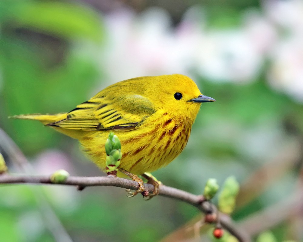 Yellow Warbler - ML158371961