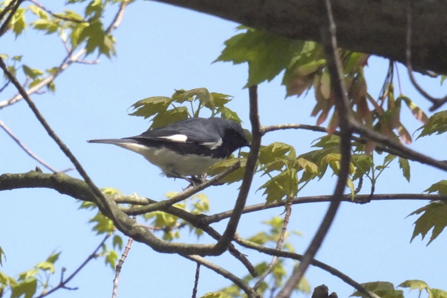 Black-throated Blue Warbler - ML158372491