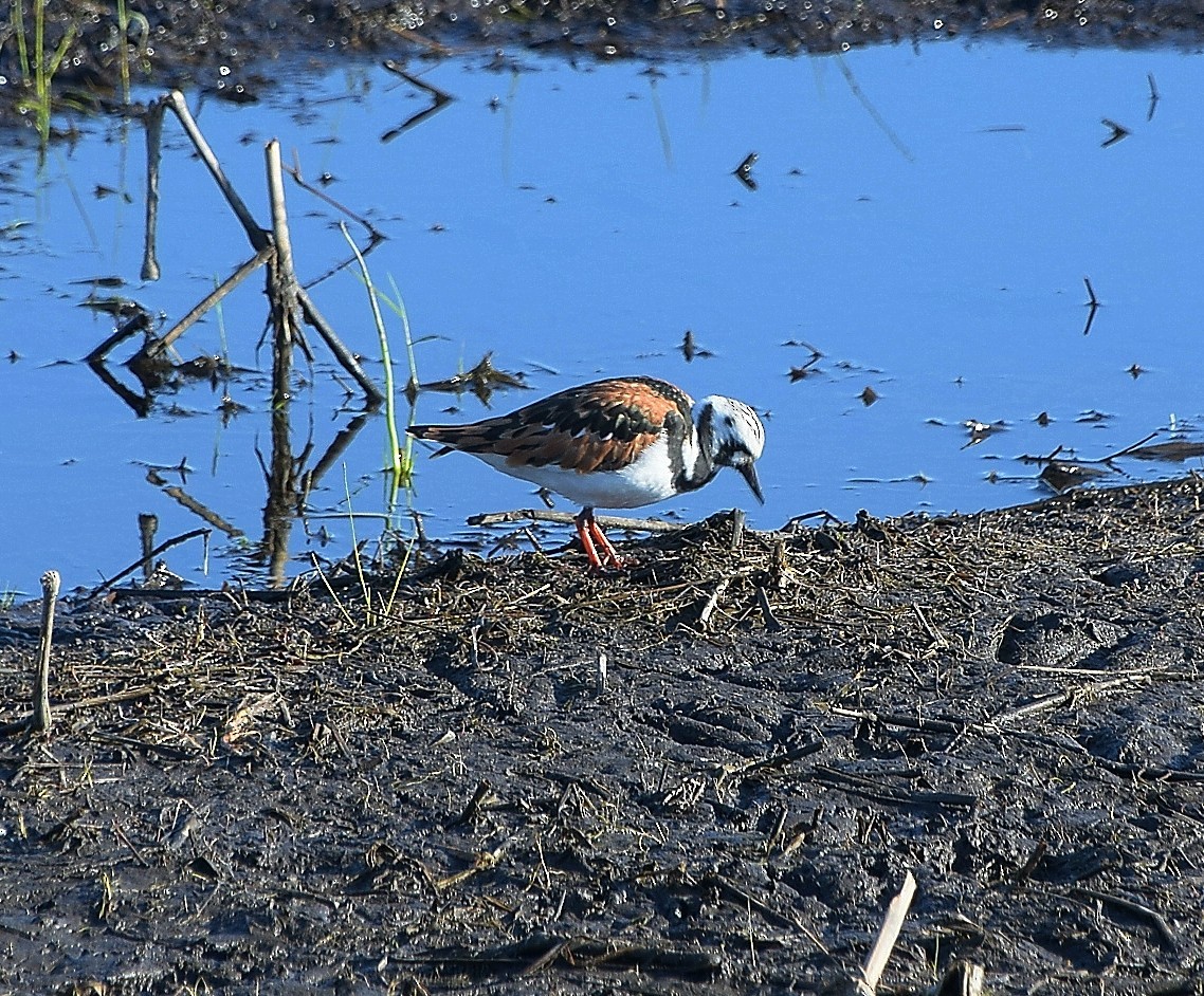 Tournepierre à collier - ML158373251