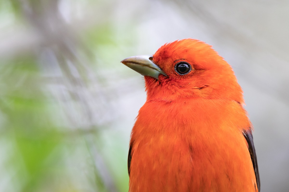 Scarlet Tanager - Ryan Sanderson