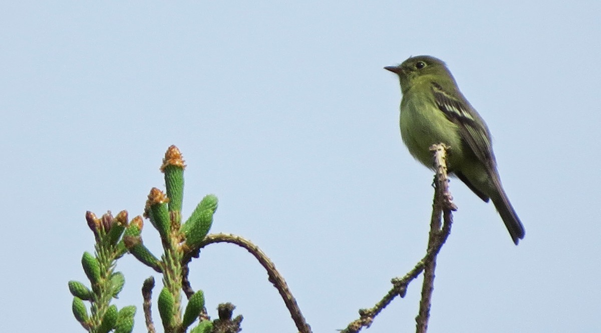 Yellow-bellied Flycatcher - ML158375721