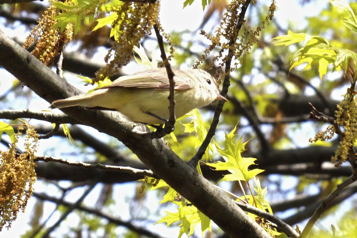 Warbling Vireo - ML158376111