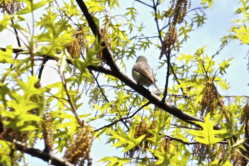 Warbling Vireo - ML158376121