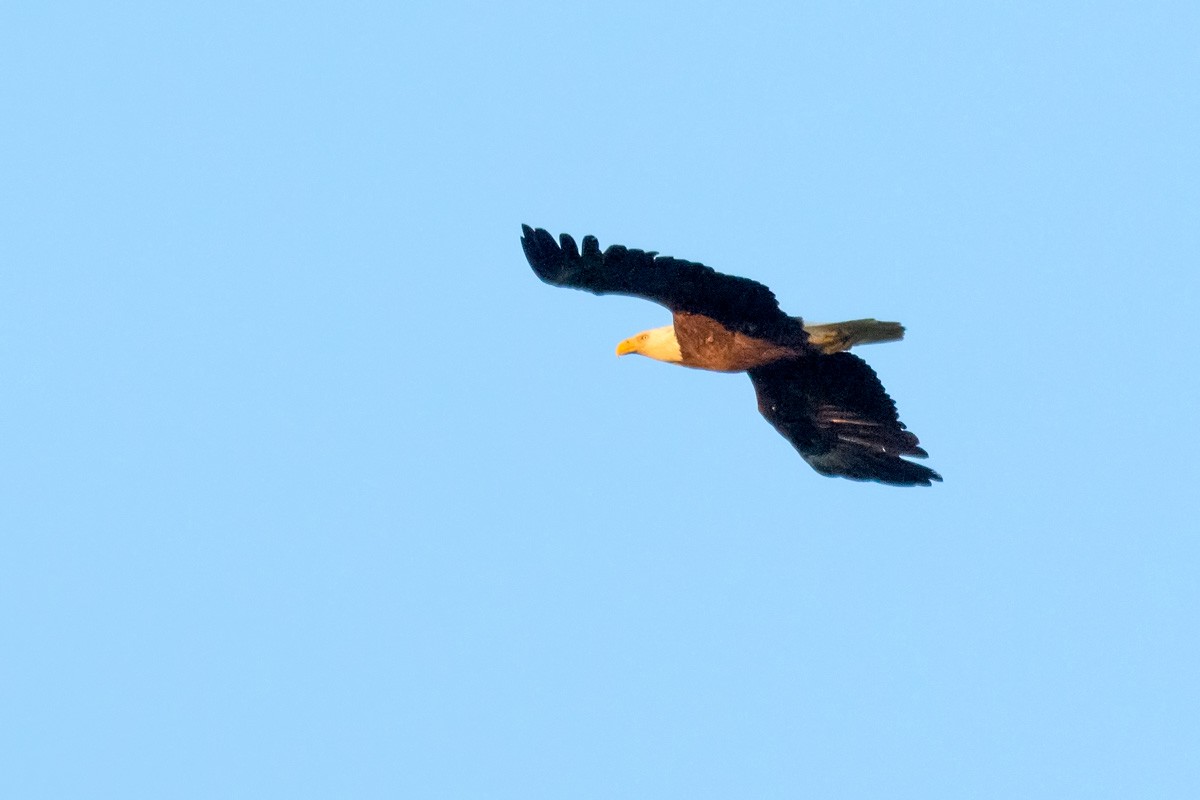 Bald Eagle - mark kraus