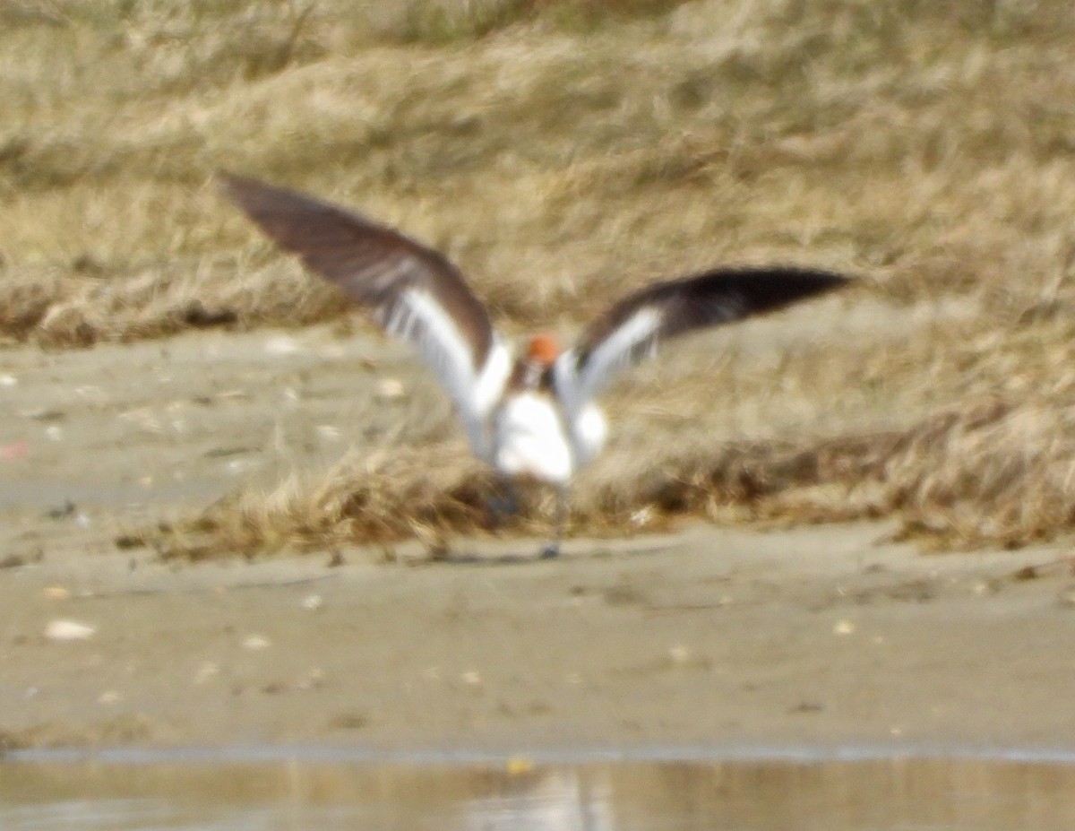 American Avocet - ML158381341