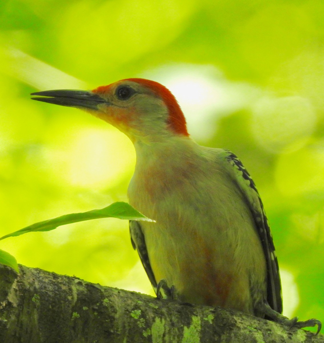 Red-bellied Woodpecker - ML158382201