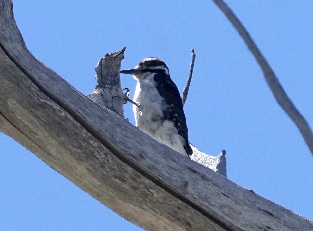 Hairy Woodpecker - ML158384311