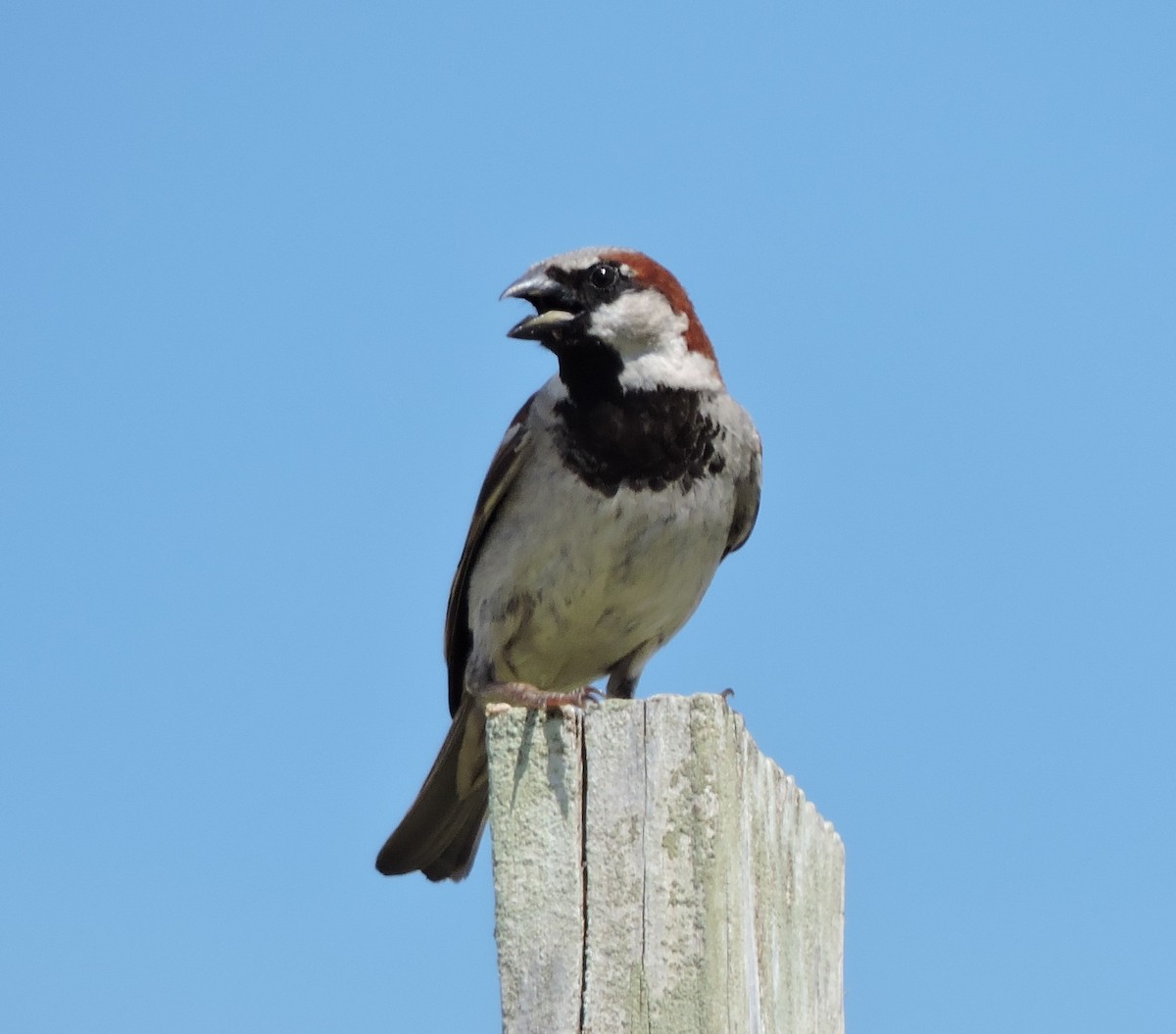 Moineau domestique - ML158384481