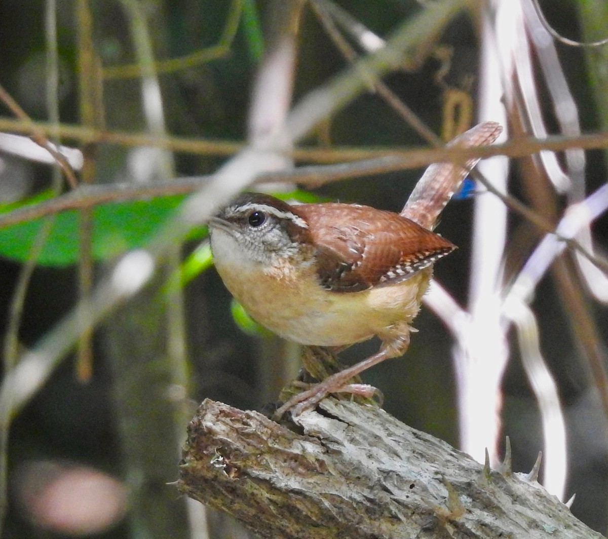 Carolina Wren - ML158384611