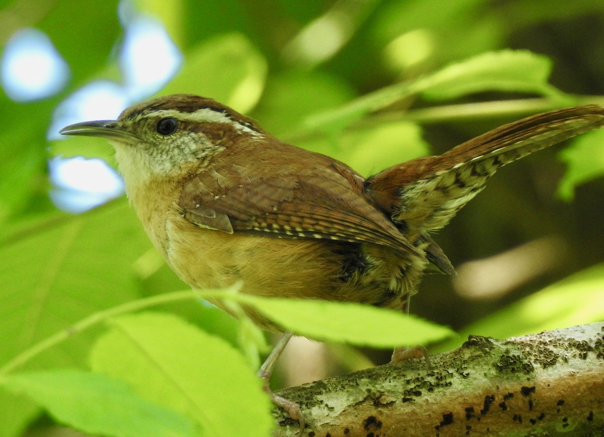 Carolina Wren - ML158384641