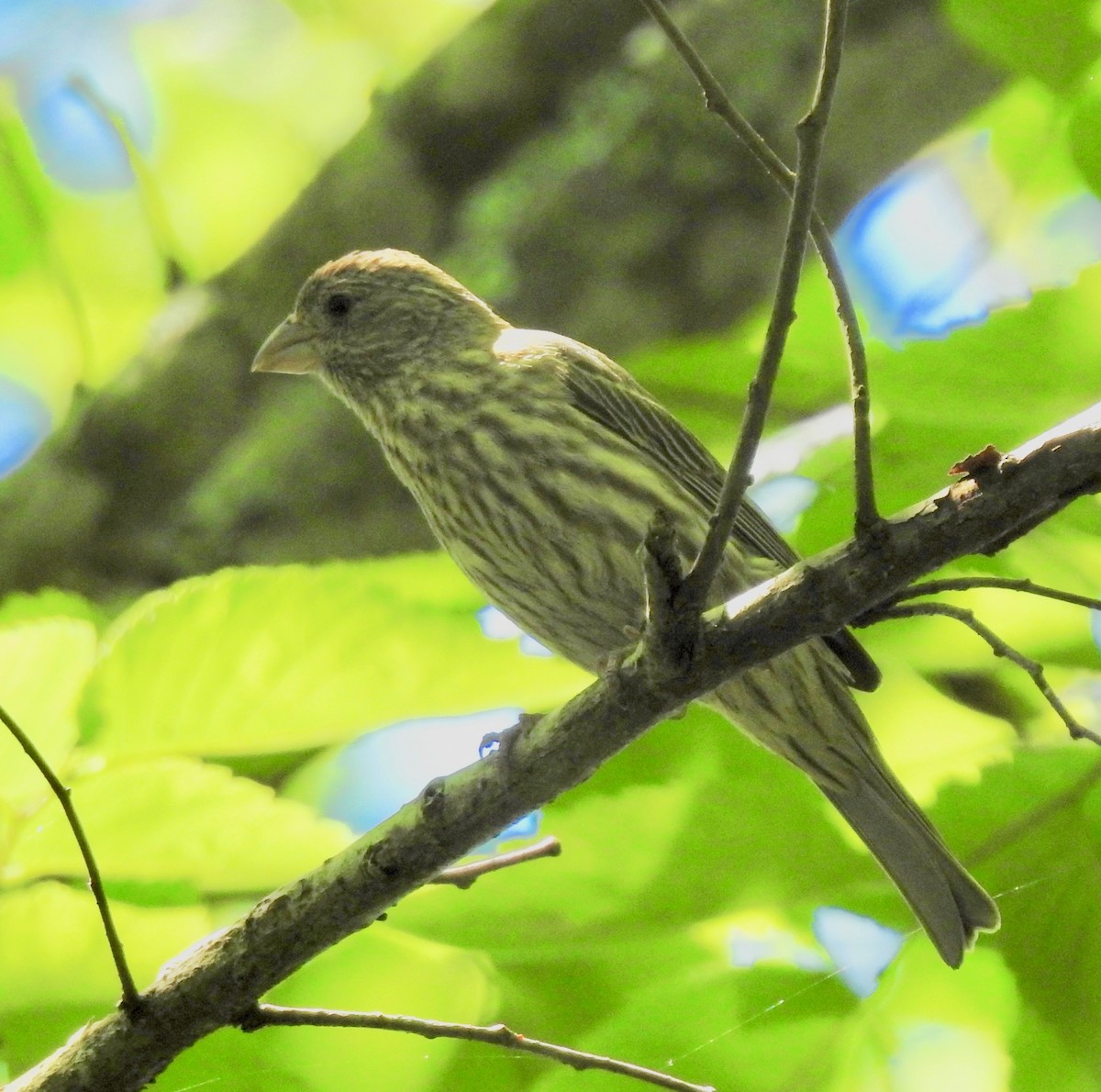 House Finch - ML158385711