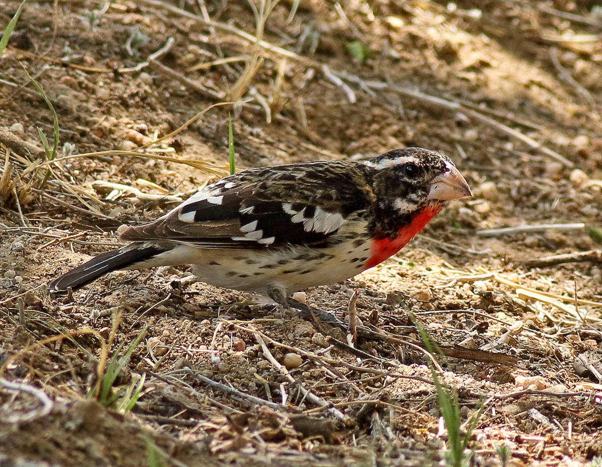 Rose-breasted Grosbeak - Robb Hinds