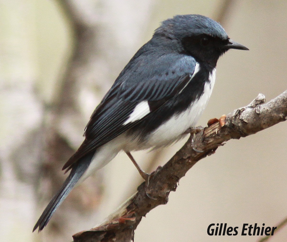 Black-throated Blue Warbler - ML158387261