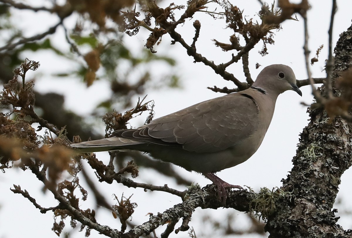 Eurasian Collared-Dove - ML158387581