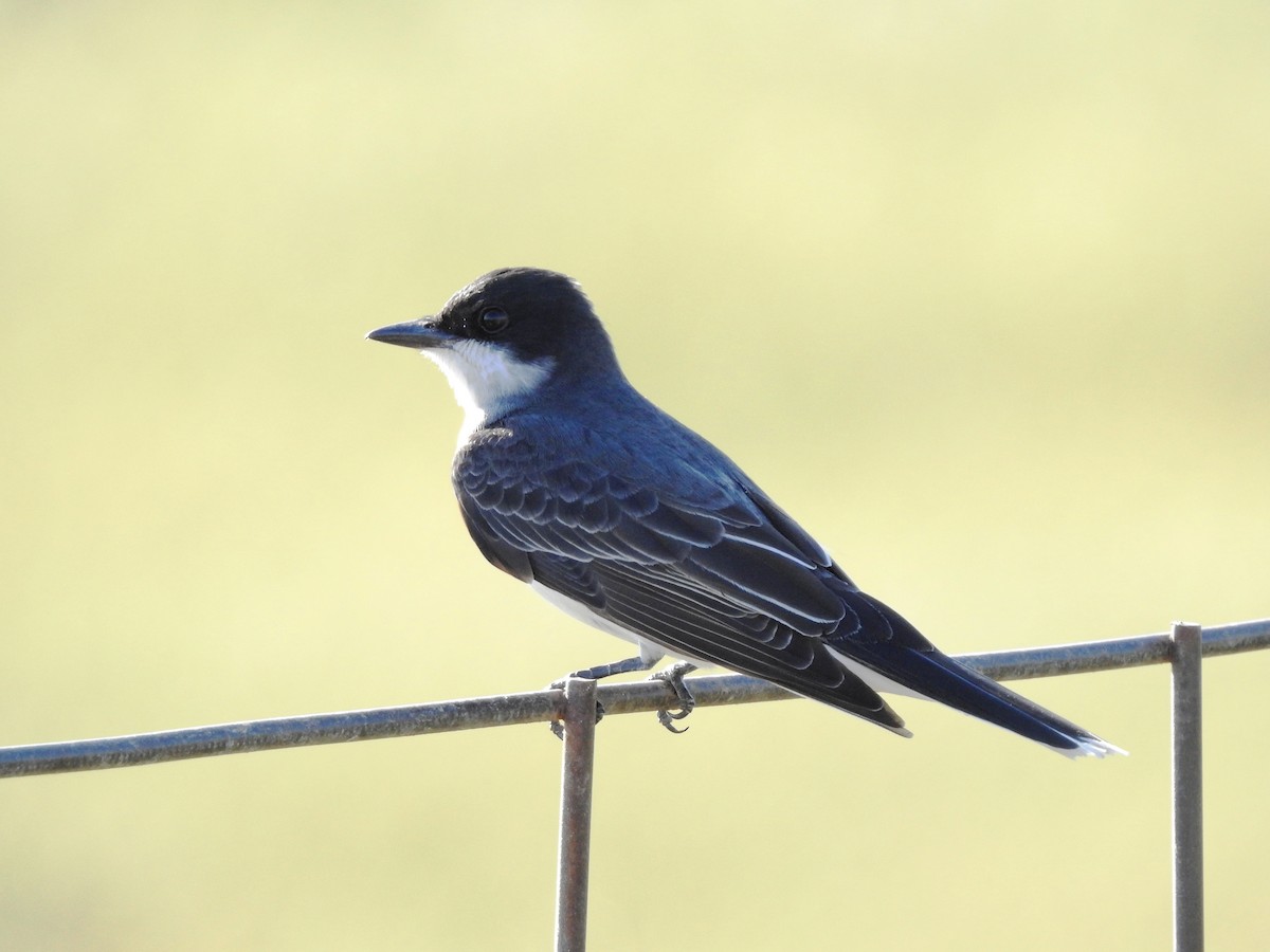 Eastern Kingbird - ML158388531