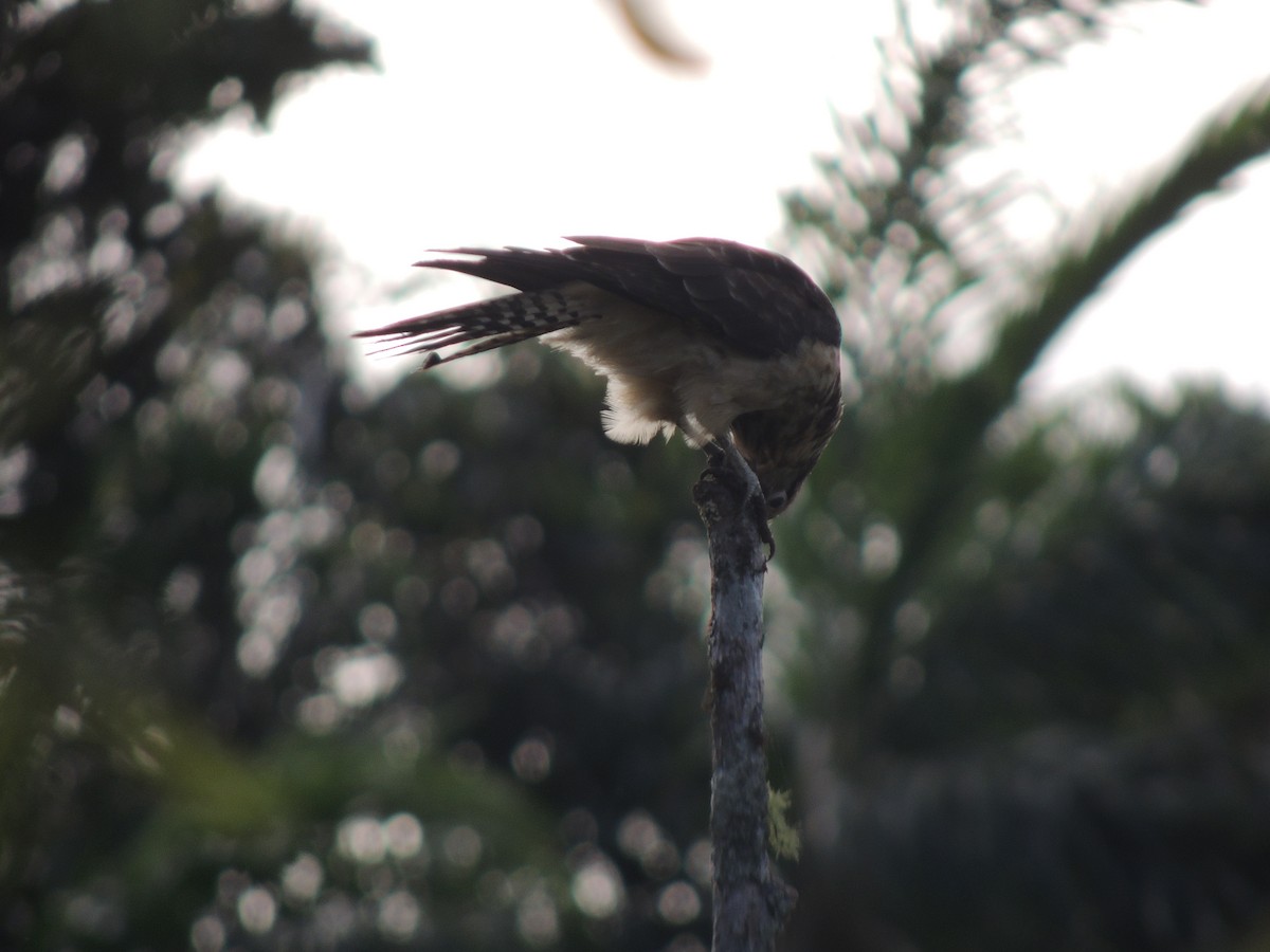 Caracara Chimachima - ML158388701