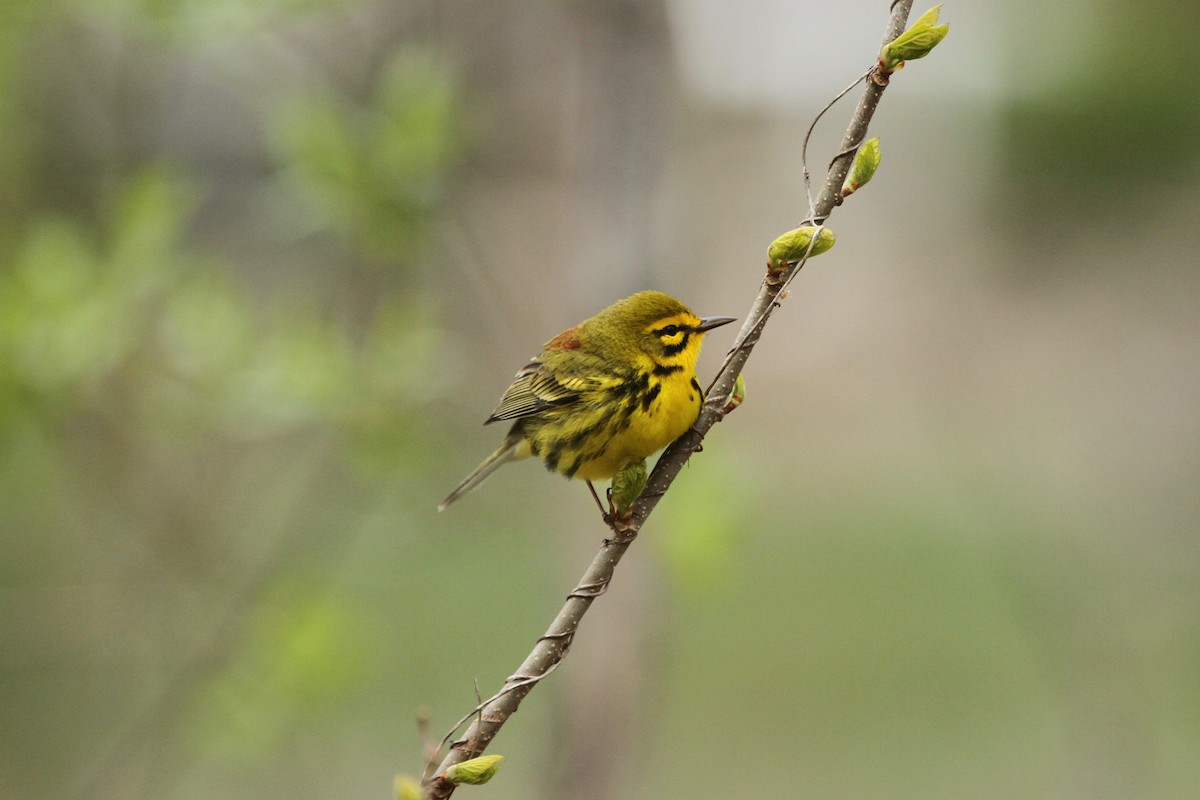 Prairie Warbler - ryan  doherty