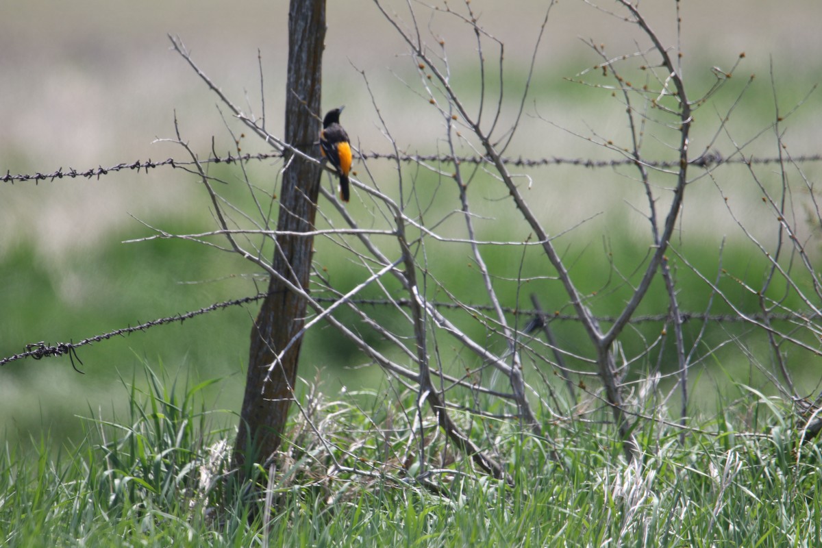 Oriole de Baltimore - ML158389711