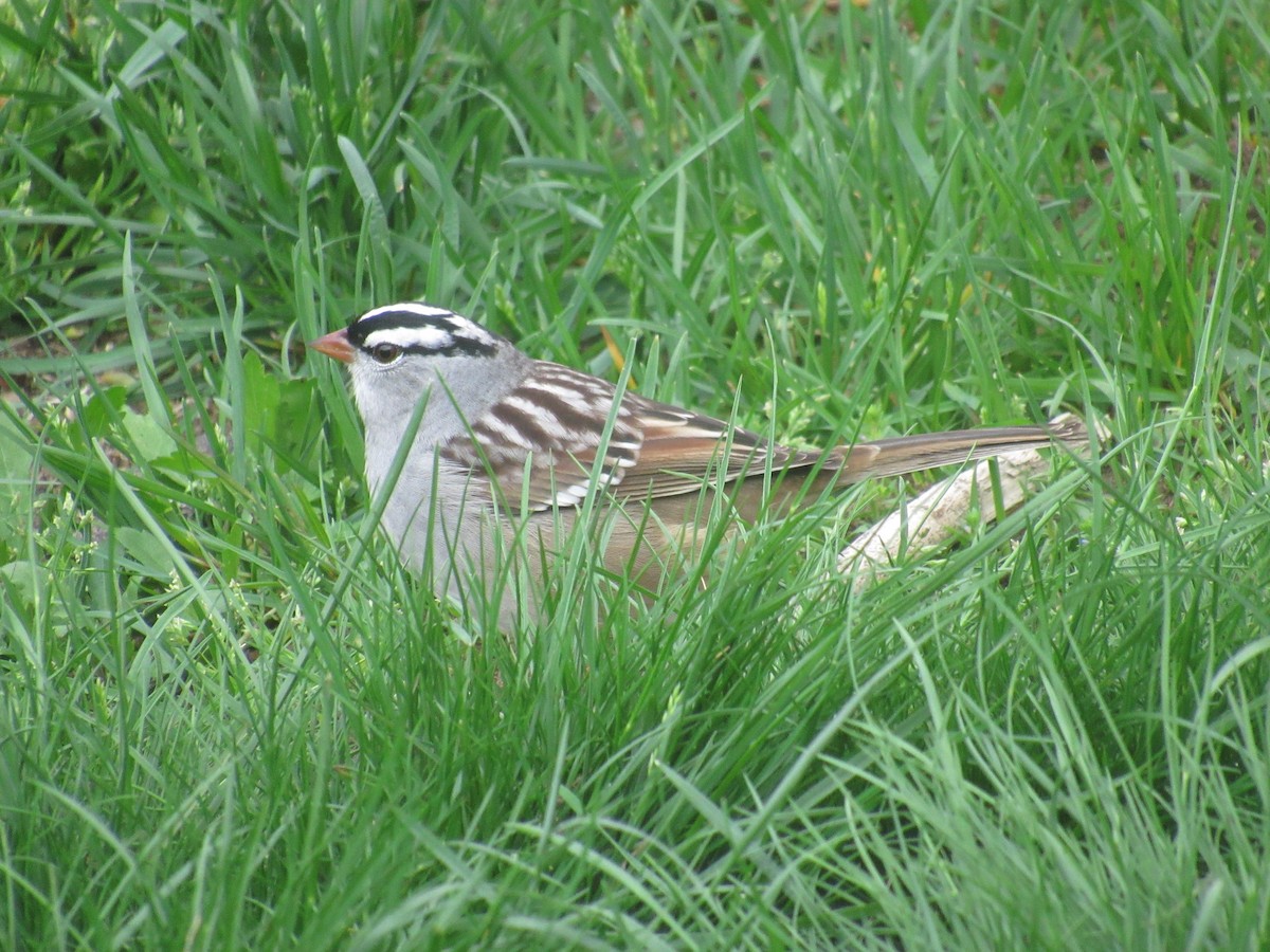 Bruant à couronne blanche - ML158390241