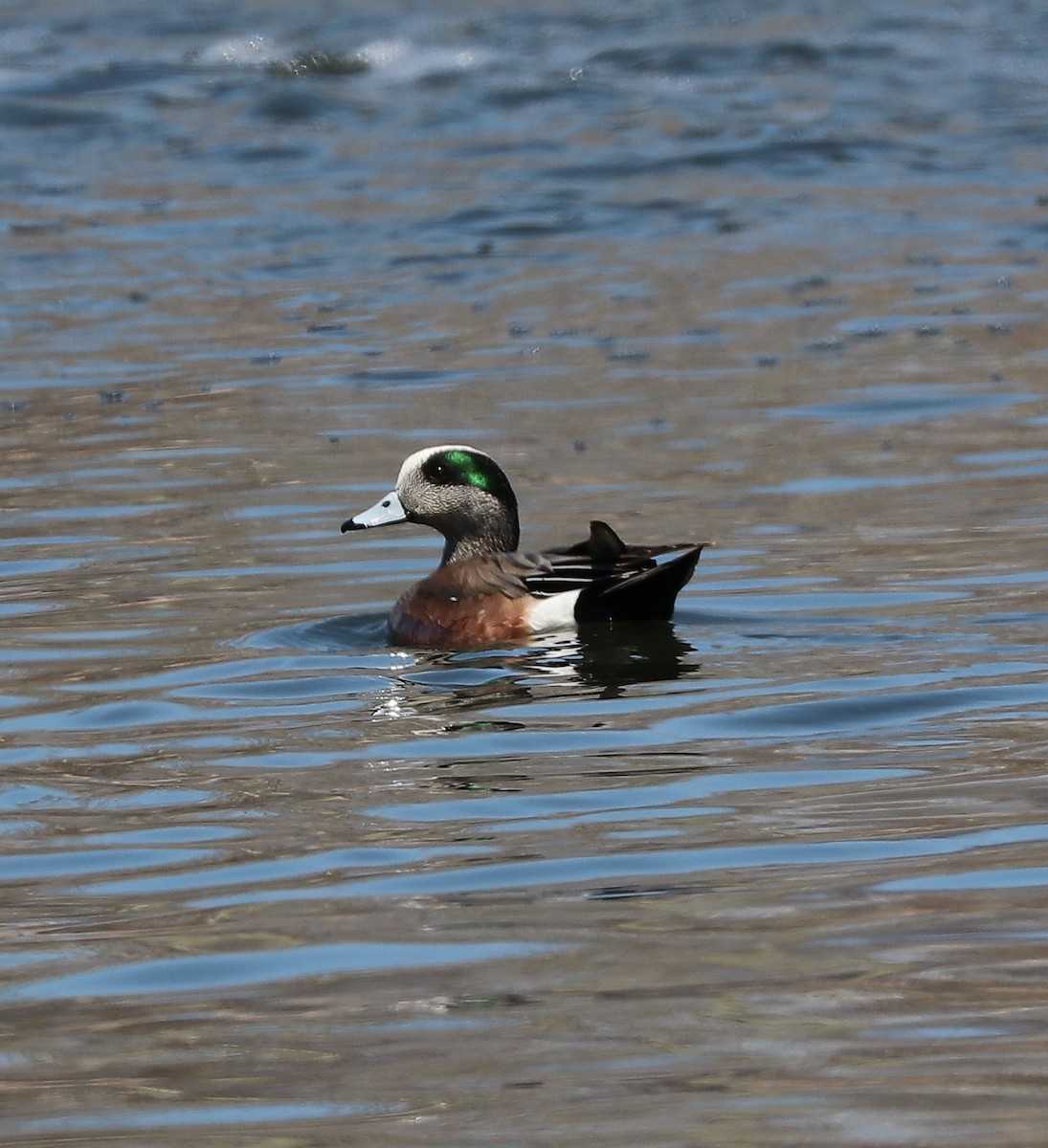 American Wigeon - ML158391081