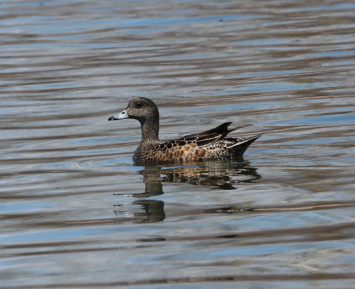 American Wigeon - ML158391131