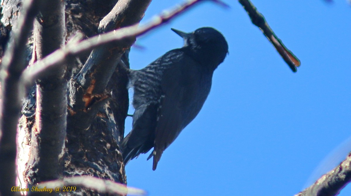 Black-backed Woodpecker - Alison Sheehey