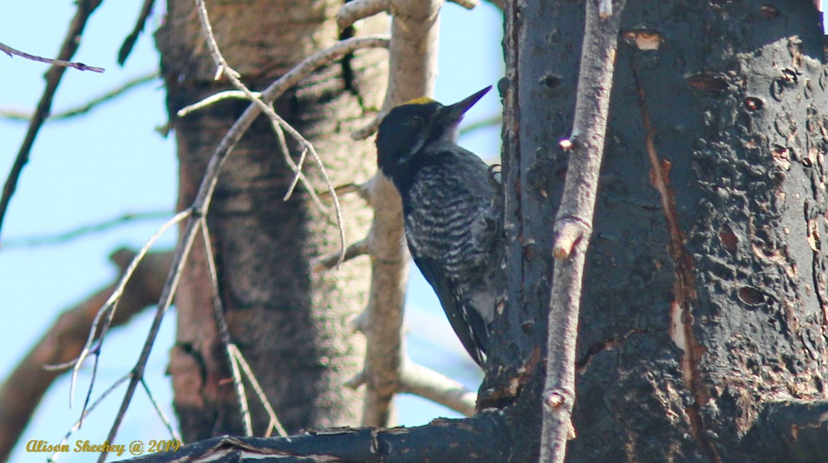 Black-backed Woodpecker - Alison Sheehey