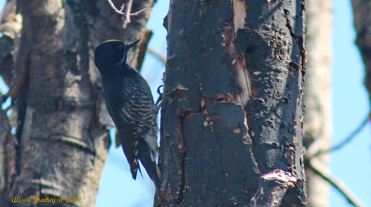 Black-backed Woodpecker - Alison Sheehey