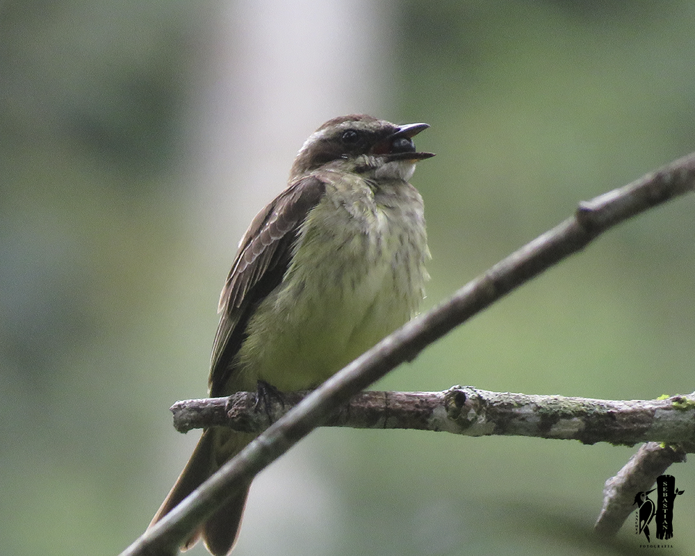 Piratic Flycatcher - ML158395371