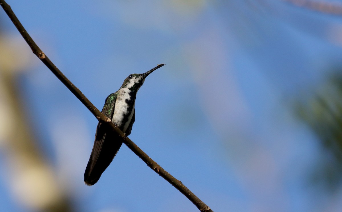 Hispaniolan Mango - Jay McGowan