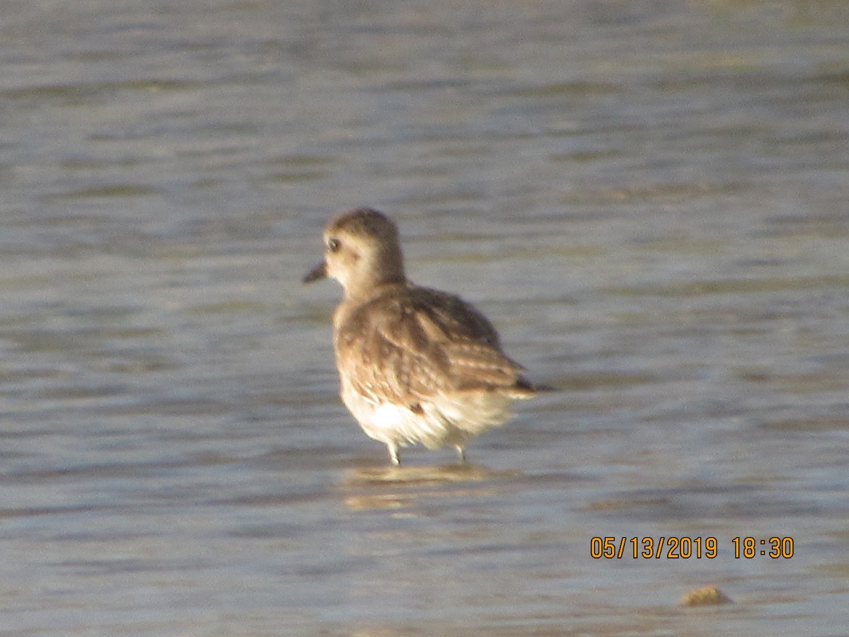 Black-bellied Plover - ML158396941