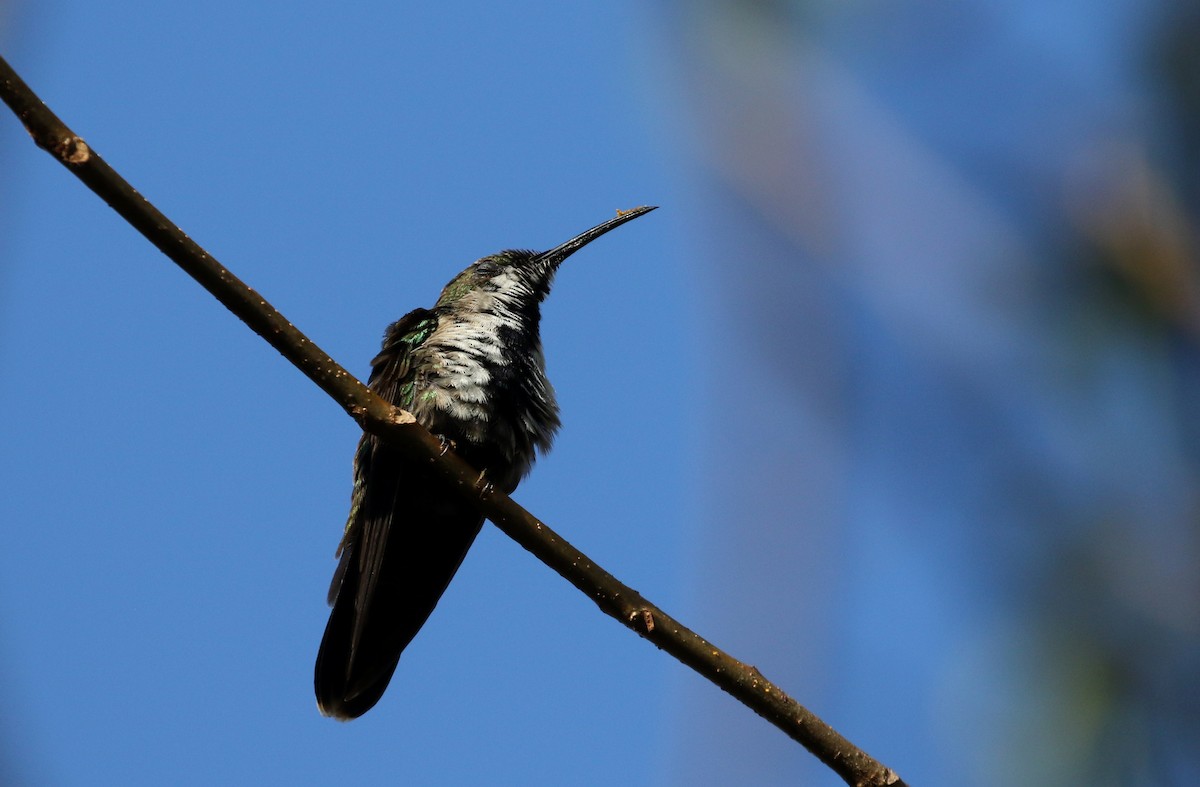 Dominikanermangokolibri - ML158396951