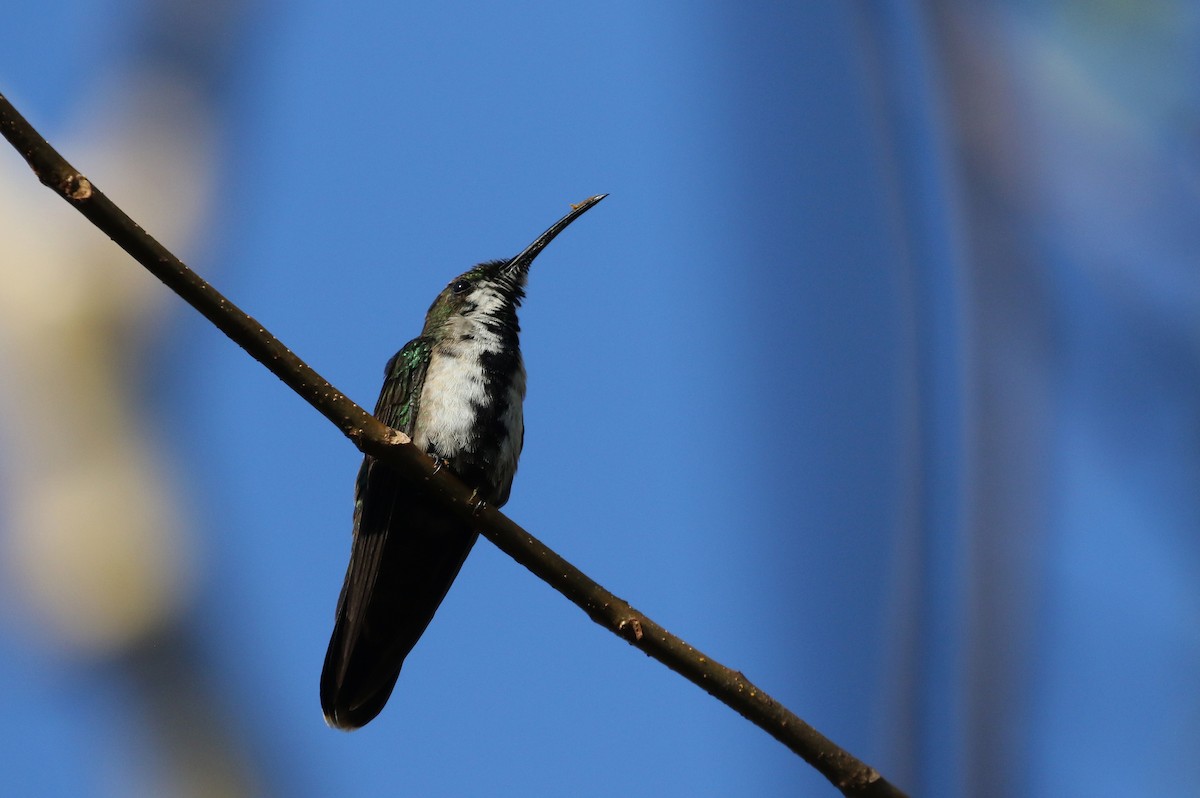 kolibřík hispaniolský - ML158396961