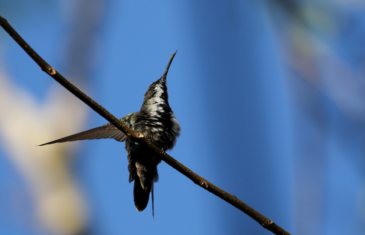 kolibřík hispaniolský - ML158396991